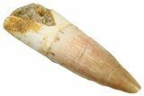 Fossil Spinosaurus Tooth - Real Dinosaur Tooth #268433-1